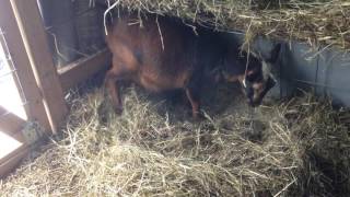 Goat Labor Videos
