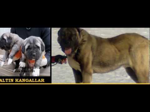 kangal