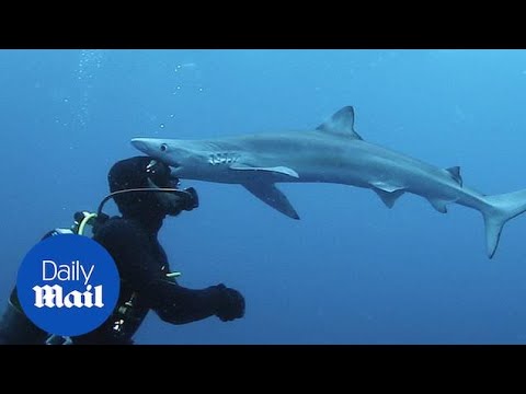 Δύτης έρχεται πρόσωπο με πρόσωπο με καρχαρία