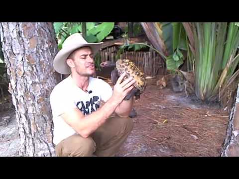 YouTube reptile video