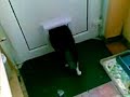 Jerry the fat squeezes through cat flap