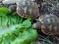 Testudos graecas babys comiendo cogollos sin parar 