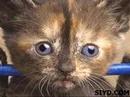 FUNNY CATS