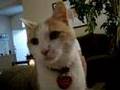 Critter Cam
