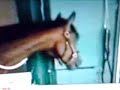 Barbaro-When I\