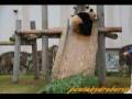 videos de Panda Twin on Slide  双子のパンダ愛浜、明浜
