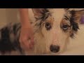 In the Grove - teaser