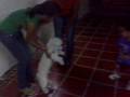 videos de doki mueve el bote
