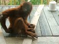 naughty orang-utan