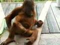 naughty orang-utan