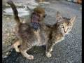 videos de Cute Animals :]
