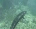Barracuda & sea turtle at Looe Key