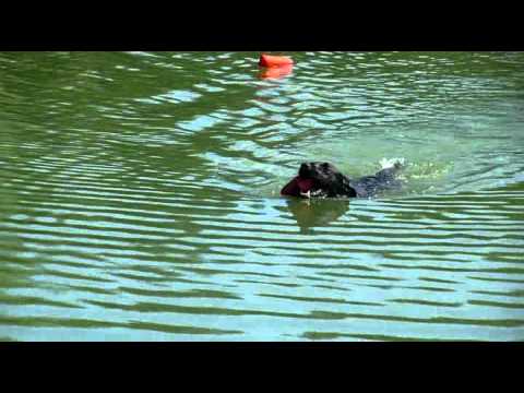 Labradors du Vallon de la Licorne