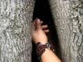 Click here to watch this video the tree have a vagina #1