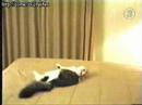 gatto pazzo