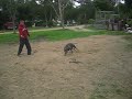 CENTRALCOASTPITBULLS.COM Sargent Slaughter Works flirt pole