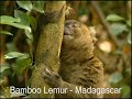 Lemurs of Madagascar