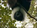 Lemurs of Madagascar
