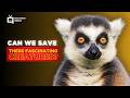 Lemurs of Madagascar