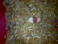 agapornisss nacimiento de PETAAAA