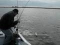 Pêche du sandre en Hollande - Hainaut Carnassiers Prod