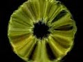 Ozric Tentacles - Always - Rare And Unreleased Ozric Tentacles - Always - Rare And Unreleased