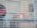 Hamster ara�a