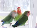 Here are our lovebirds: Cody, Mia, Tootsie, Skittles (who is available for adoption), Evee, and budgie Hedwig enjoying a Sunday bath. For more information on our babies, please go to: www.trueloveaviary.blogspot.com