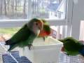 Birdie Bath Time