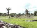 videos de Tulum Maya Ruins