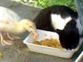 videos de el pato comiendo arroz cn musi