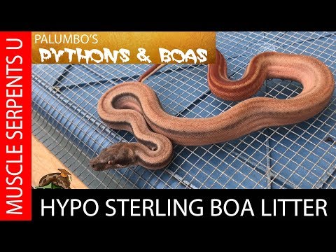 YouTube reptile video