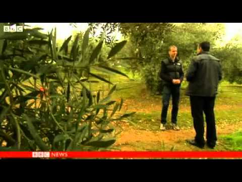 how to harvest olives in spain