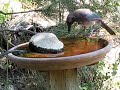 Western Scrub-Jays, (Aphelocoma californica), at bird bath Western Scrub-Jays, (Aphelocoma californica), at bird bath