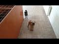 Osobní strážce - Hotel pro psy Nehvizdy