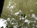 Caiman blanco