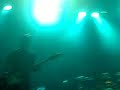 My Chemical Romance - Dead. Live in Jakarta My Chemical Romance - Dead. Live in Jakarta