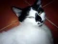 eL rAtOn hiSo cOrReR Al gAtO