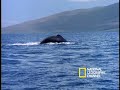 Whale of a Meal Whale of a Meal