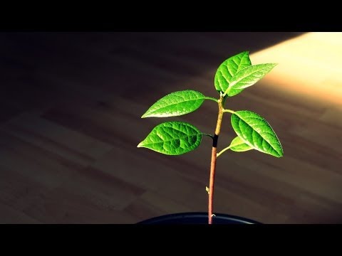 how to trim an avocado tree