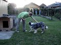 Dog Dancing :))))