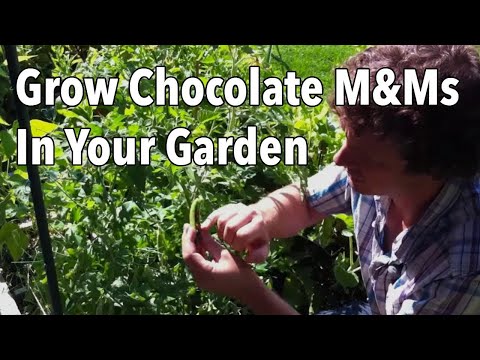 how to grow m&m