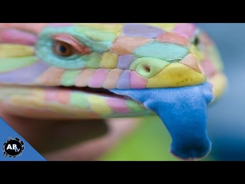 YouTube reptile video