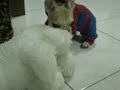 spider dog