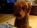 Airedale
