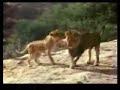 Christian the lion