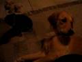 Kitten vs. Hund