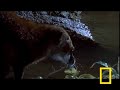 What in the World is a Fishing Genet? What in the World is a Fishing Genet?