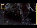 What in the World is a Fishing Genet?