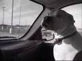 Monster American Bulldog